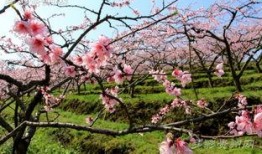 贵阳桃花爆料视频,网友爆料视频惊艳呈现